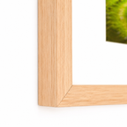Natural Oak